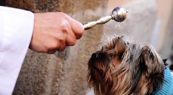 Segnung der Tiere Ein Akt der Liebe Fürsorge und Dankbarkeit im